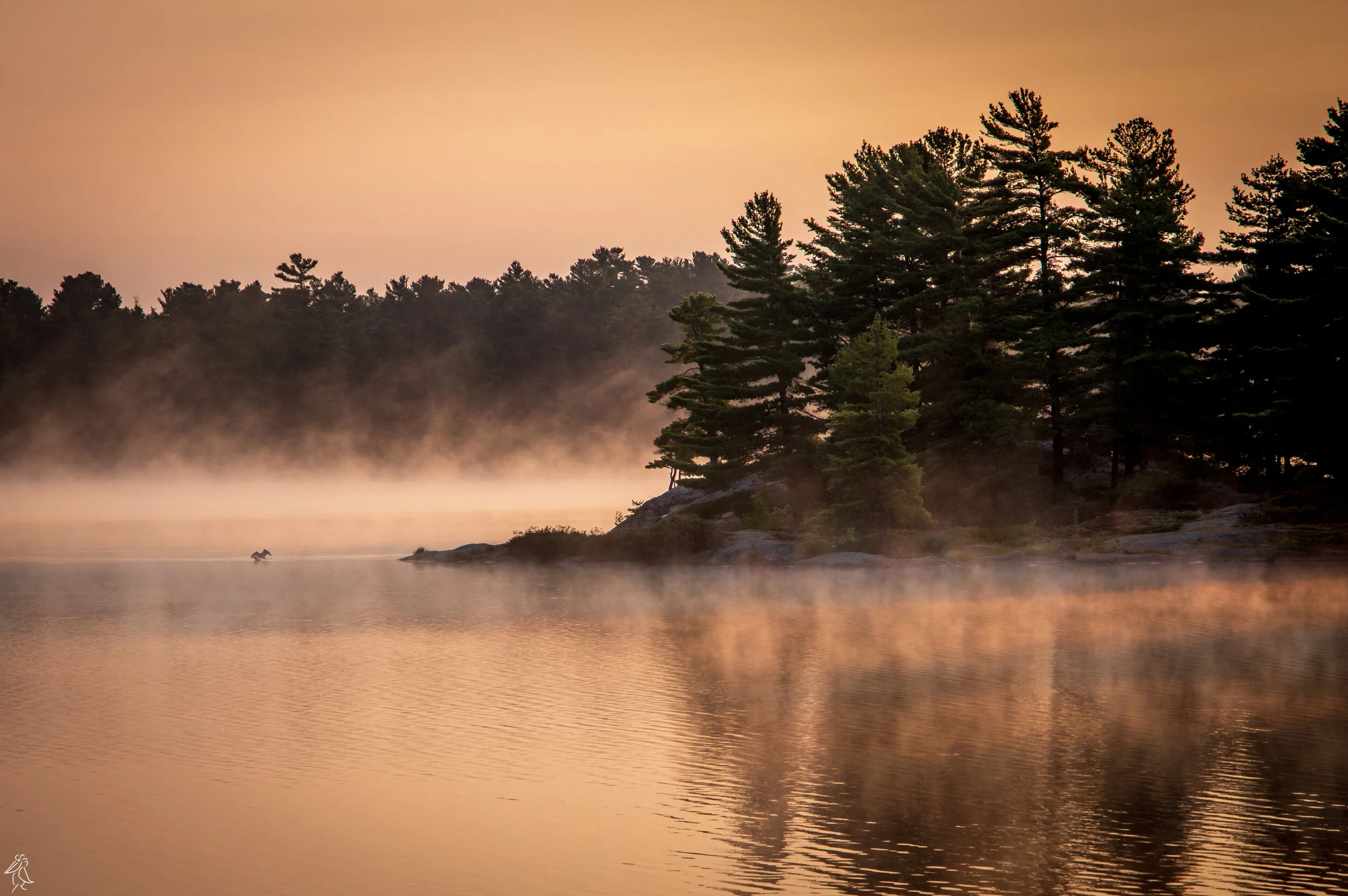 9. Misty Morning Loons.jpg