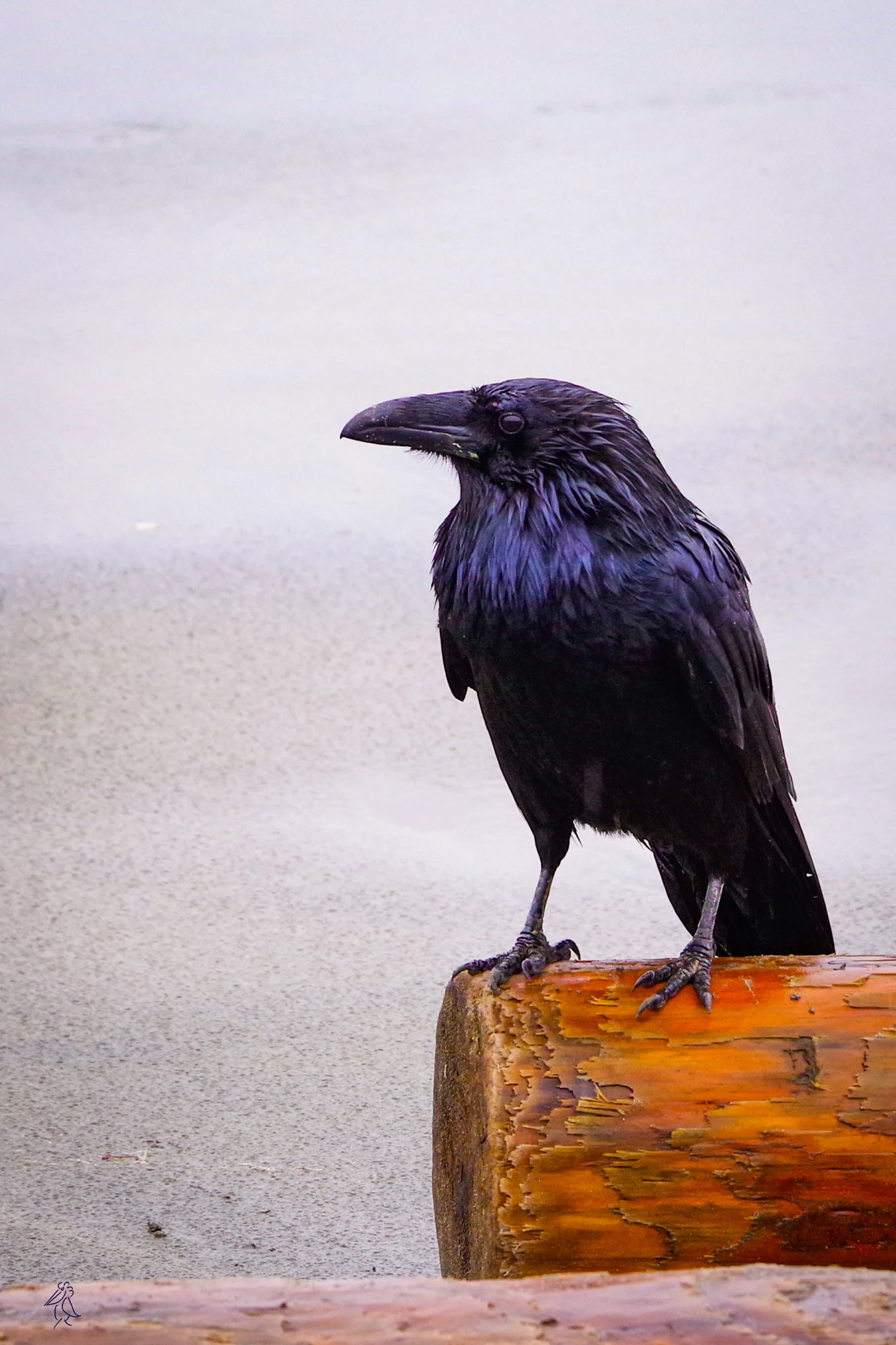 12.The messenger.JPG