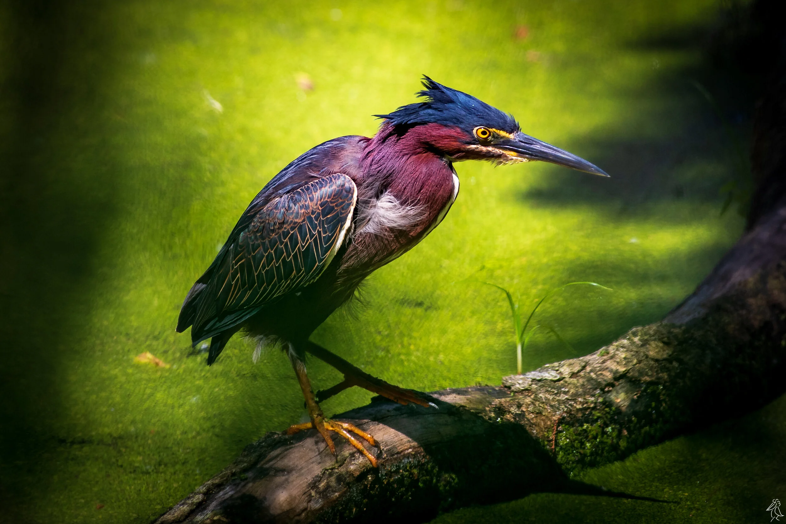 13.Green Heron.jpg