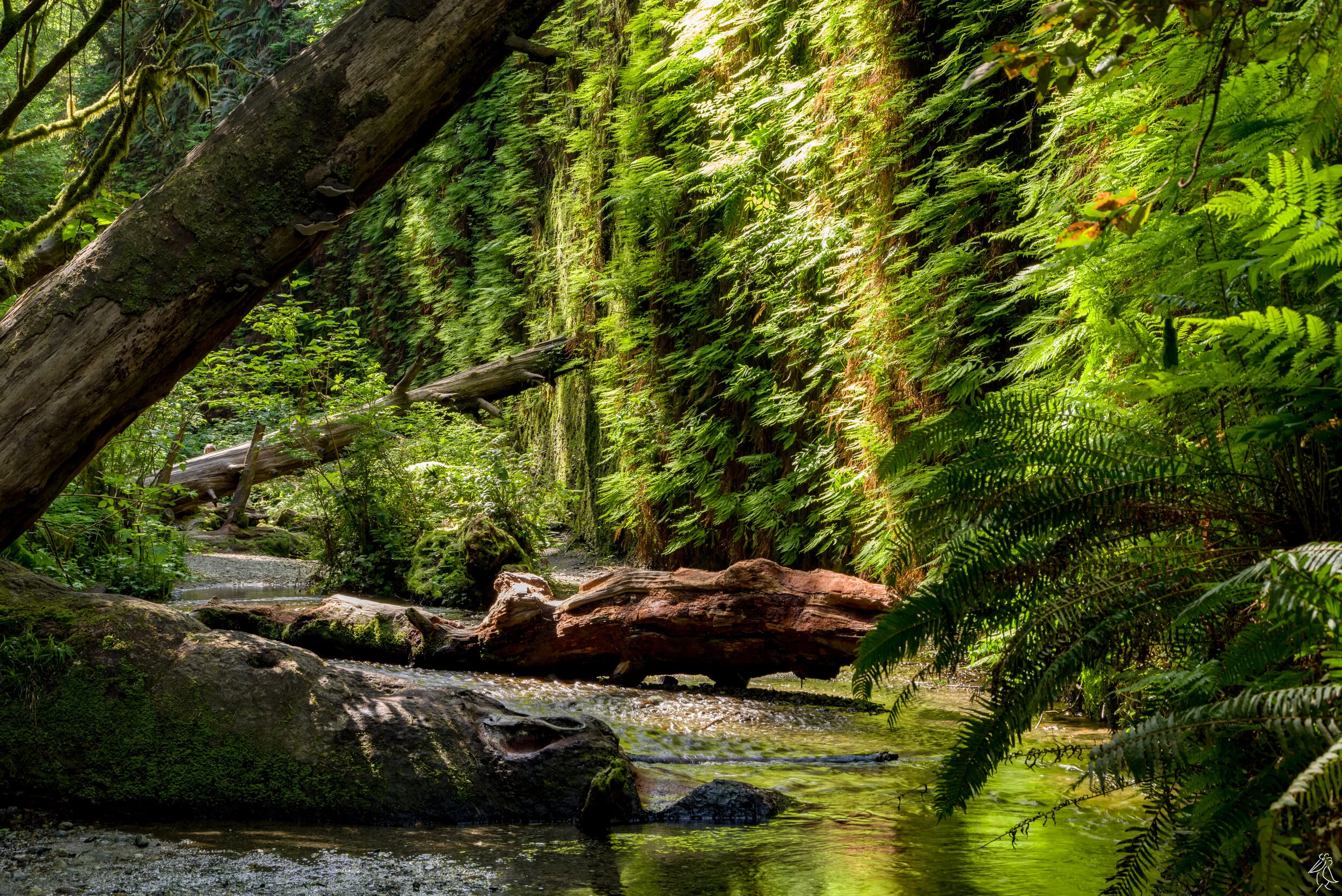24.Fern Valley.jpg
