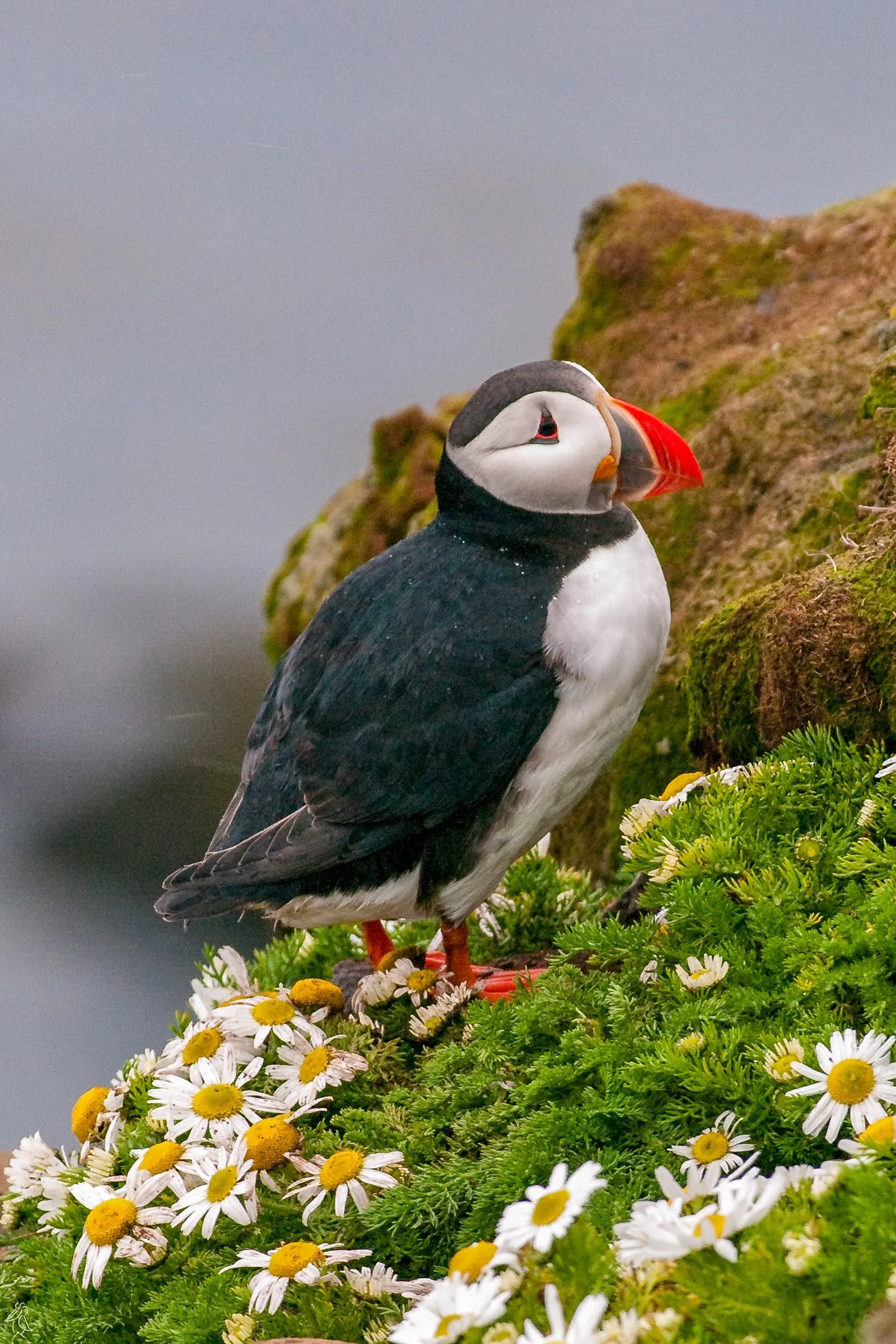 26.Atlantic Puffin.jpg