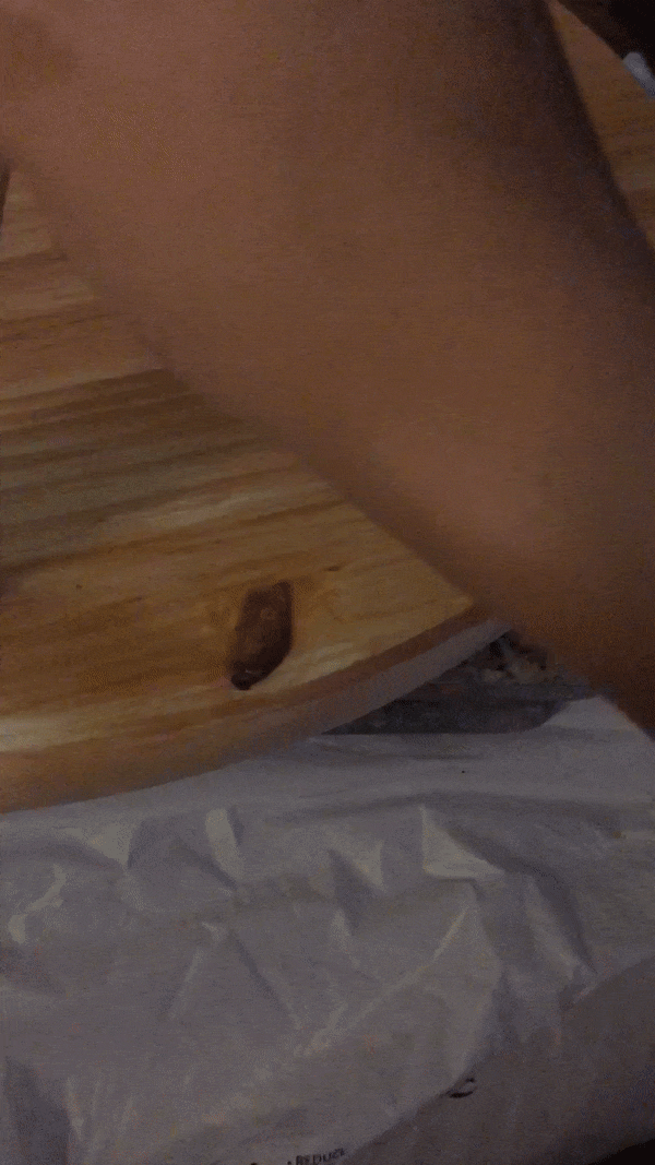 shellac.gif
