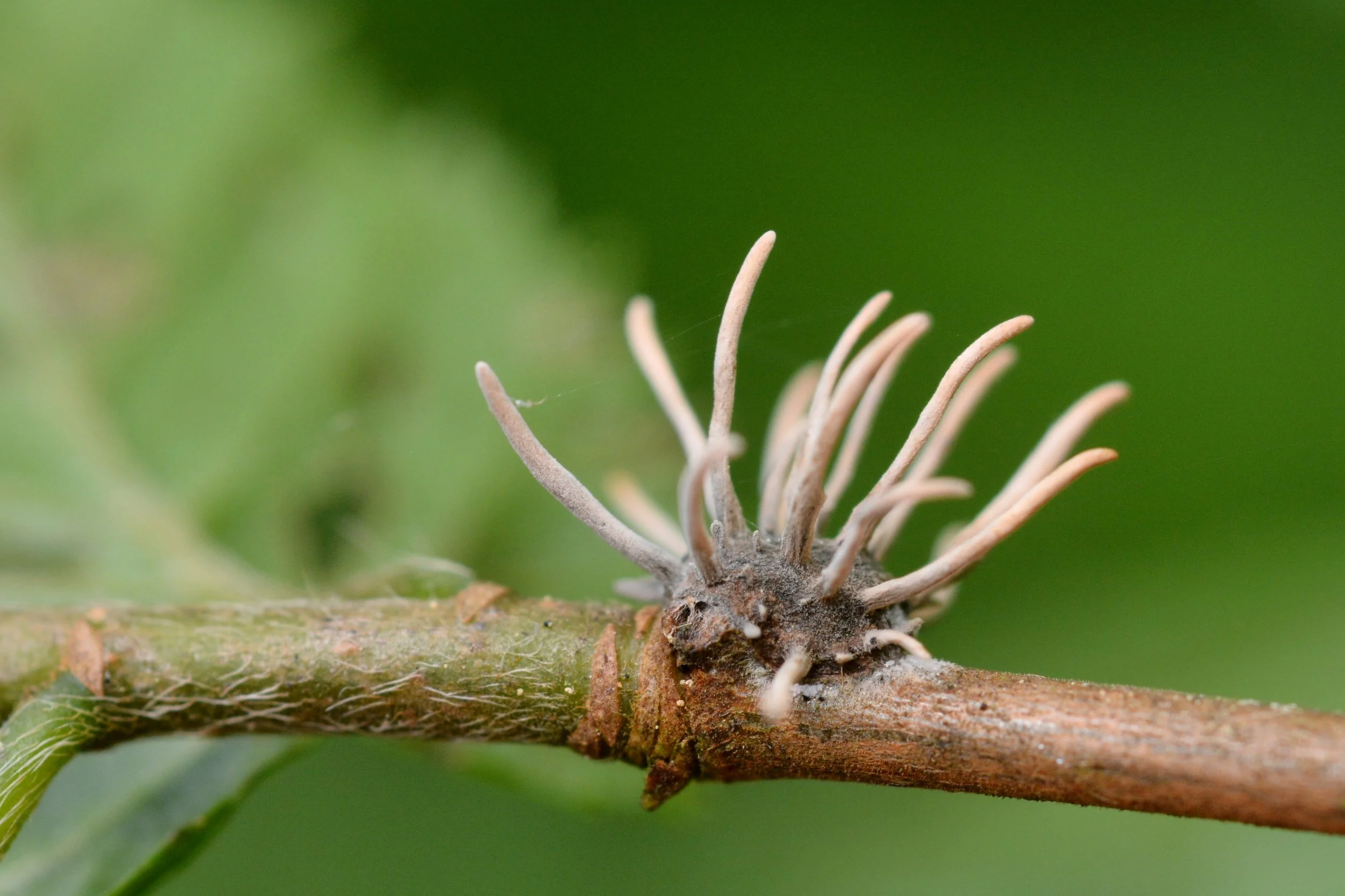 Parasitic_fungi_on_a_dead_arthropod_(31916986775).jpg