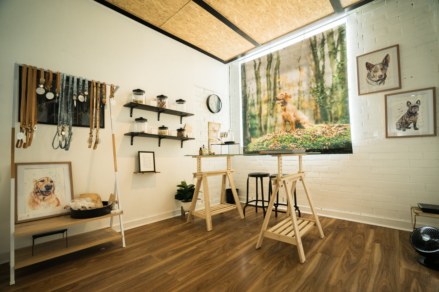 Bones & Harmony Doggy Day Care Melbourne Pet Sitting Richmond