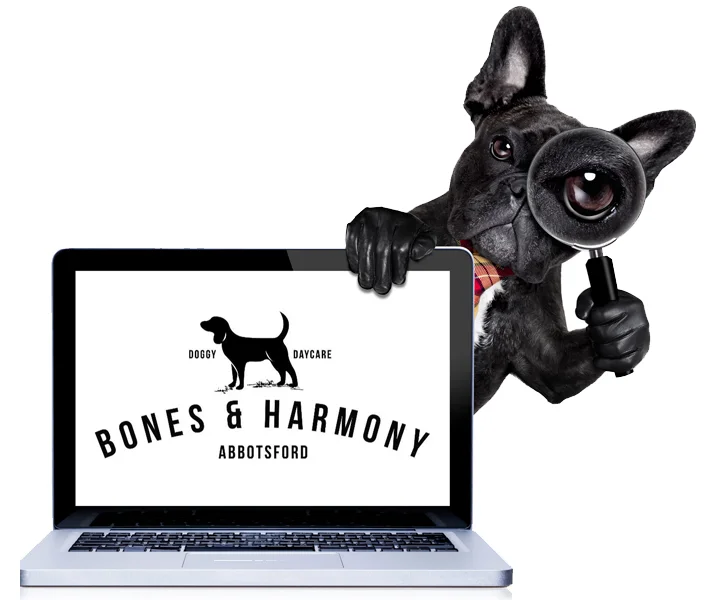 Bones & Harmony Doggy Day Care Melbourne Pet Sitting Richmond