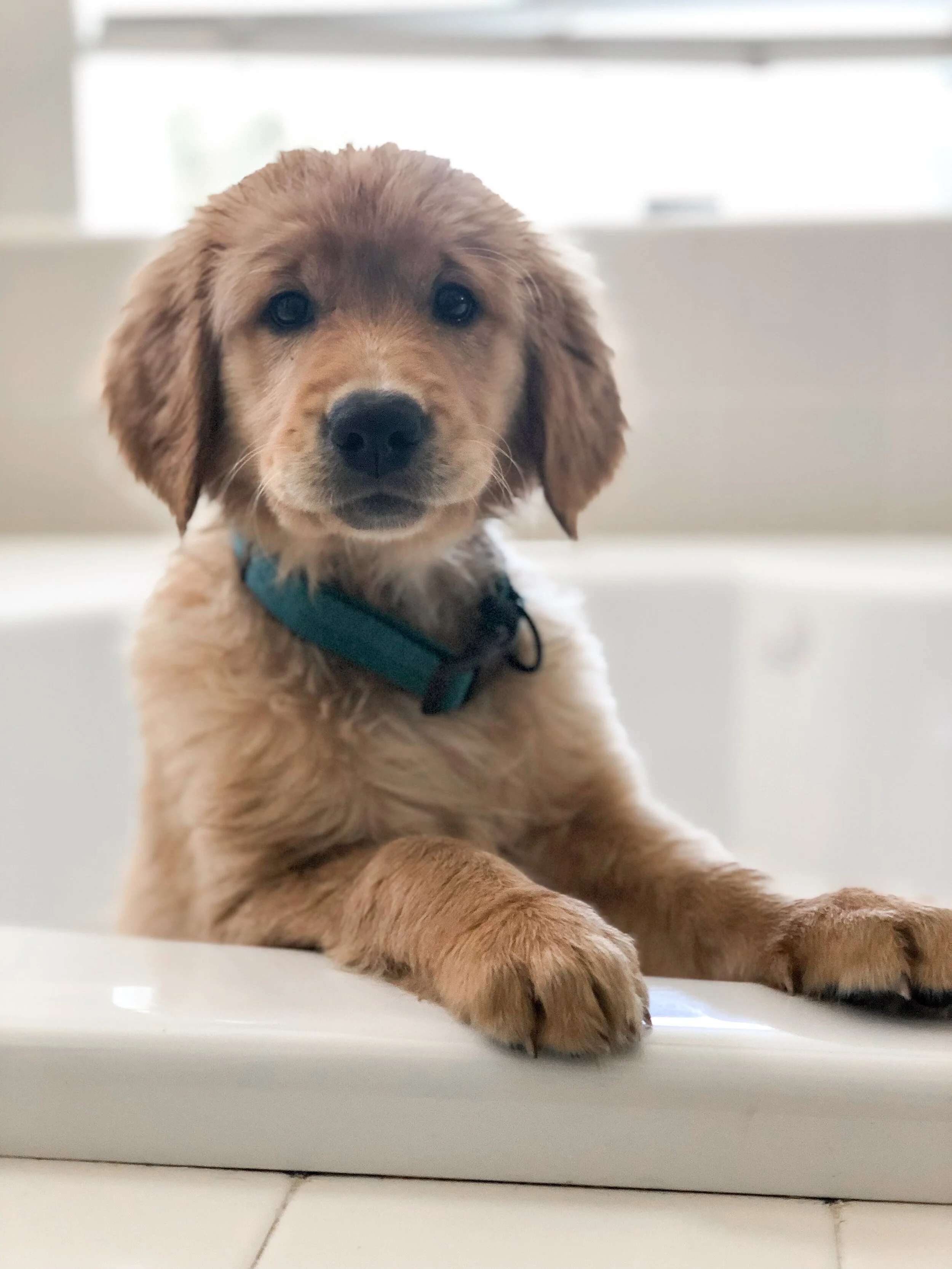 doggy training school