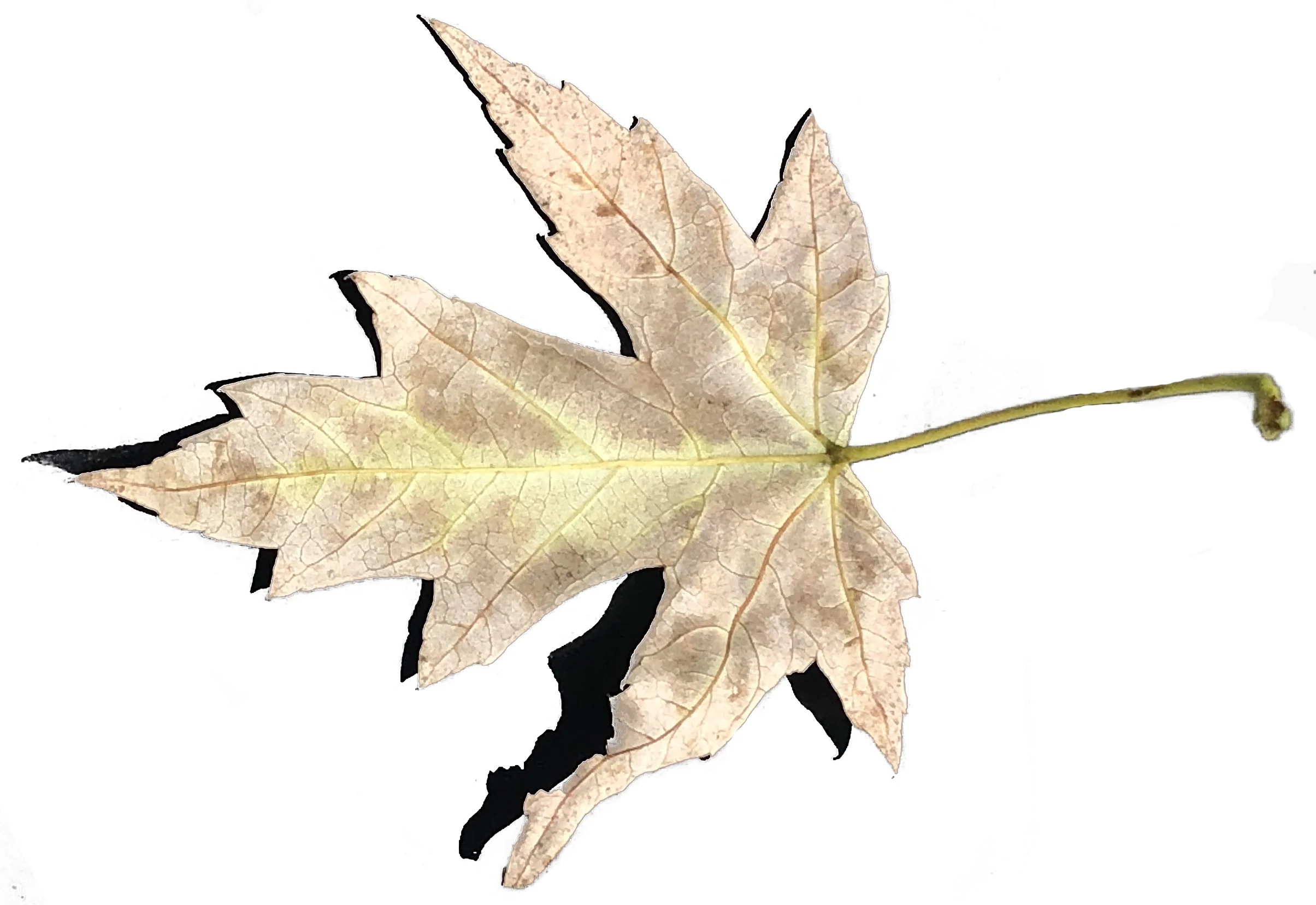 leaf3.jpg