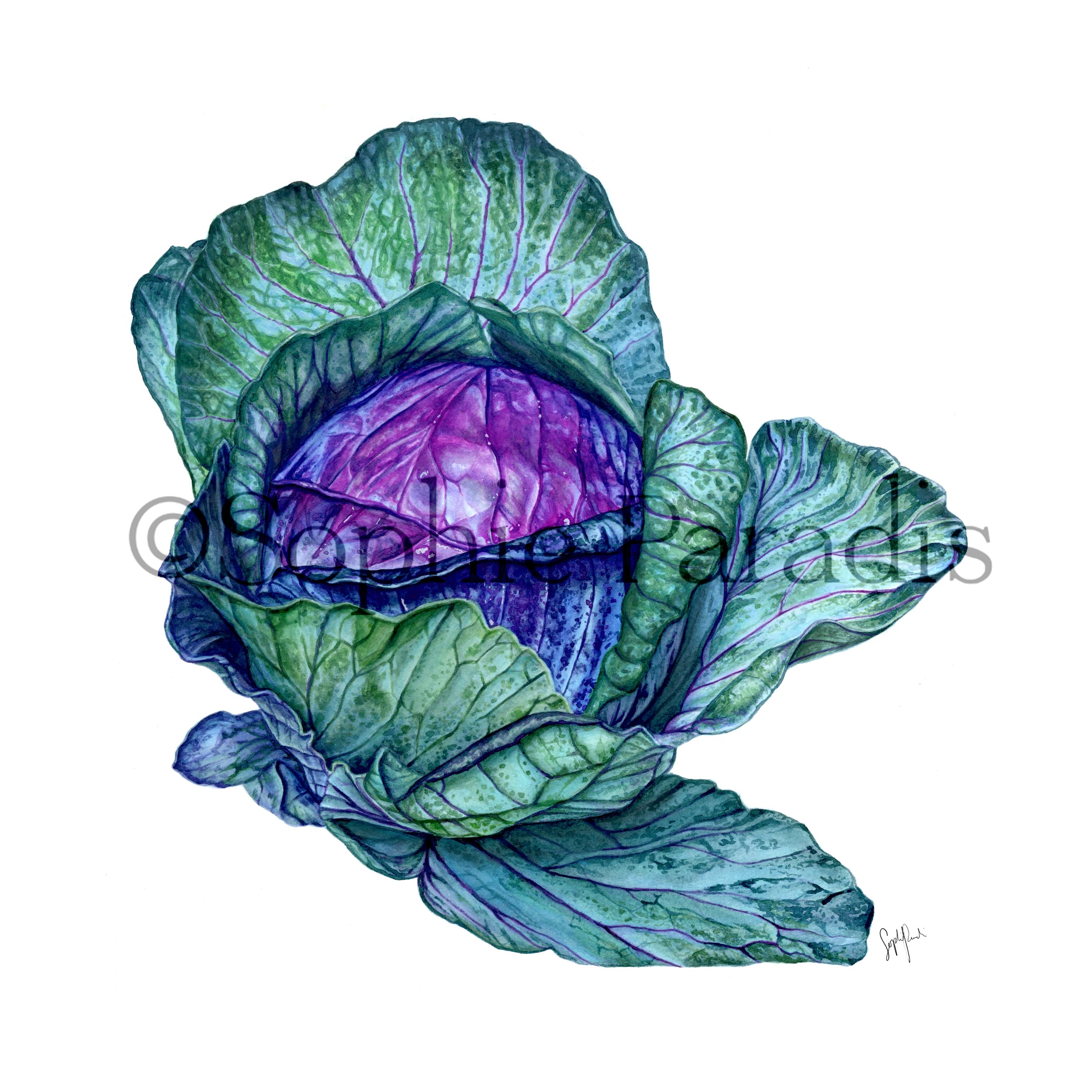 Cabbage