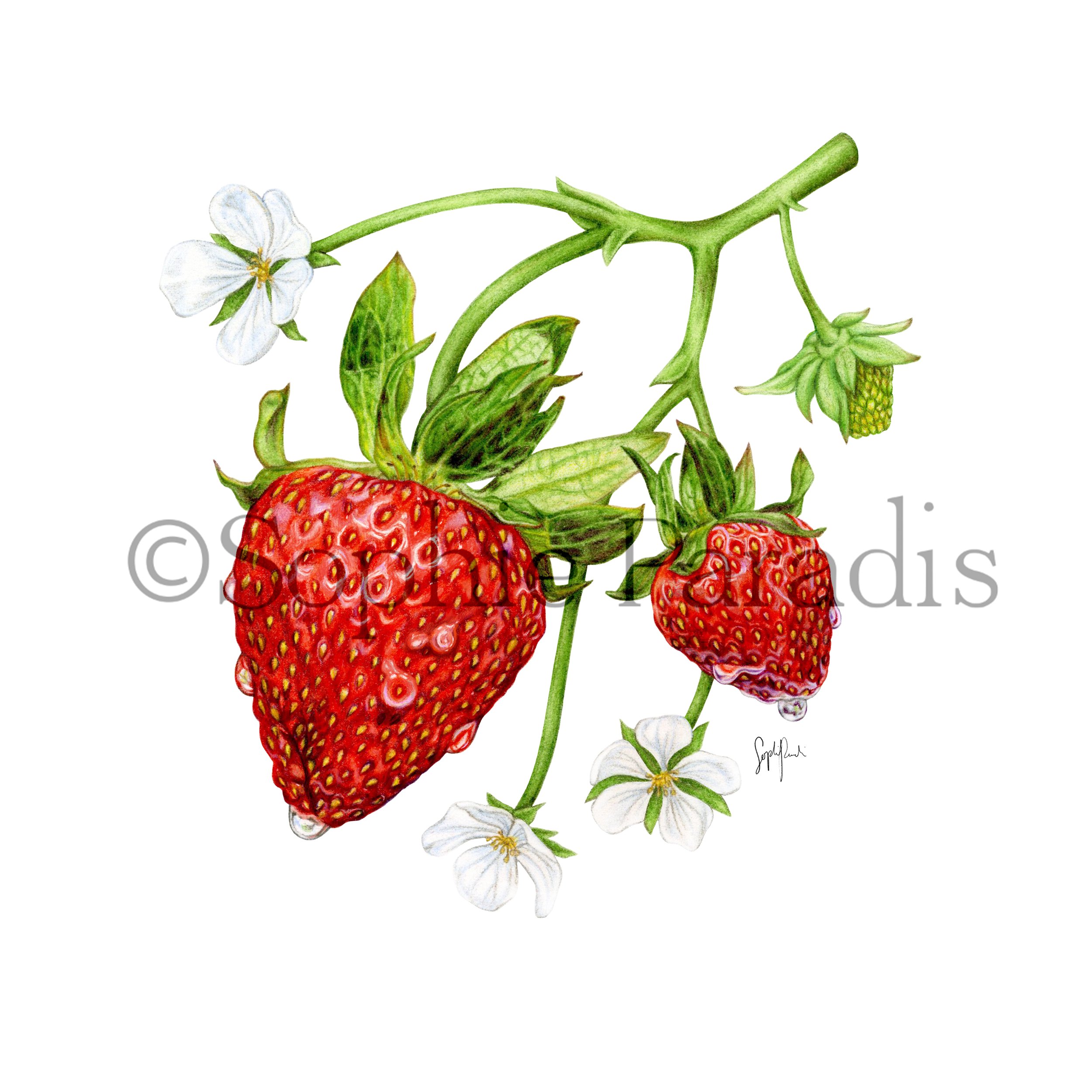 Strawberries