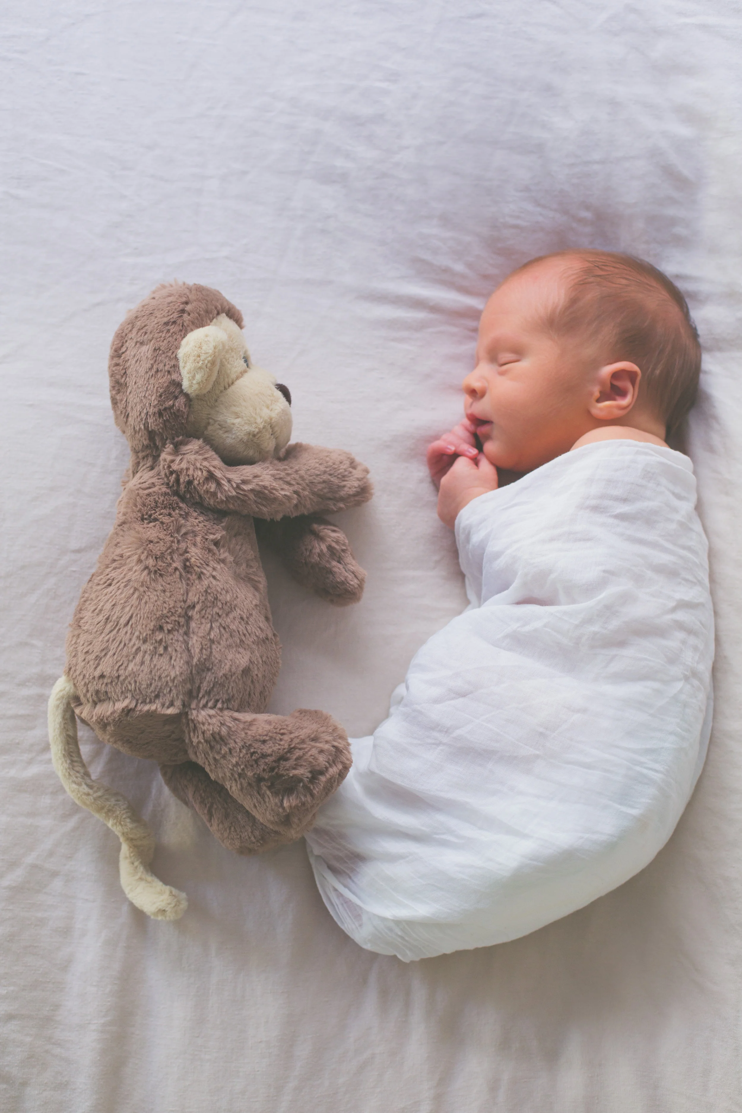 Teddy-6.jpg