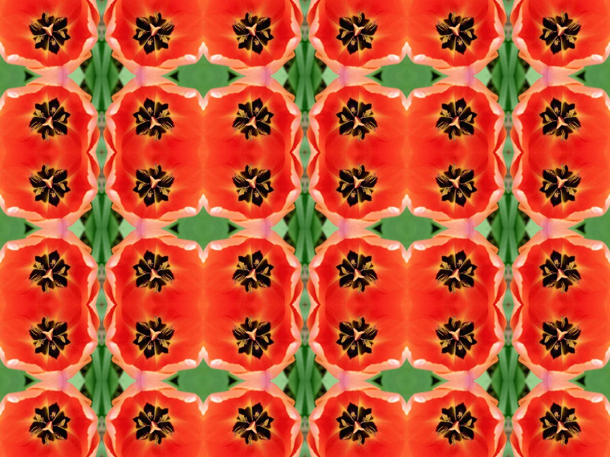   Tulip  