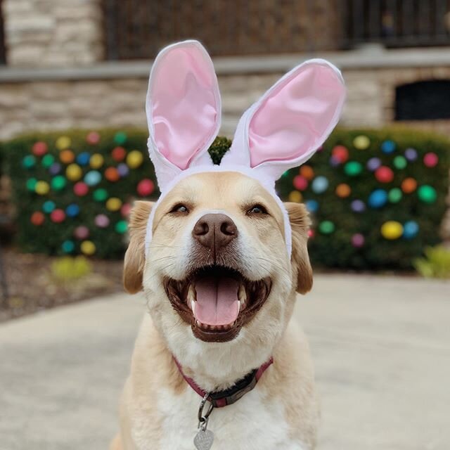 HoPpy EasTer eVeryOne 💐 🥂