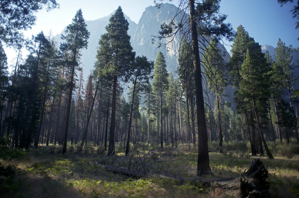 Yosemite Floor.jpg
