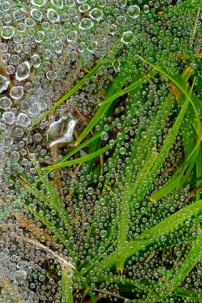 MORNING DEW 1, Boothbay, Maine