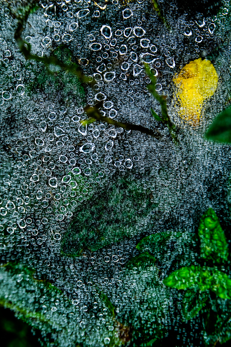 MORNING DEW 2, Boothbay, Maine