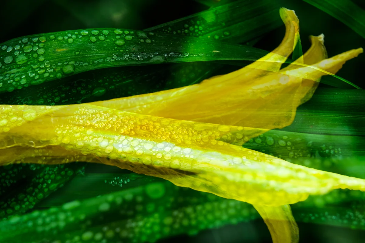 LILY