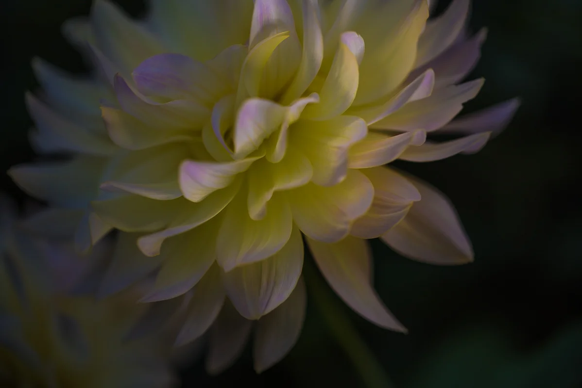 DAHLIA