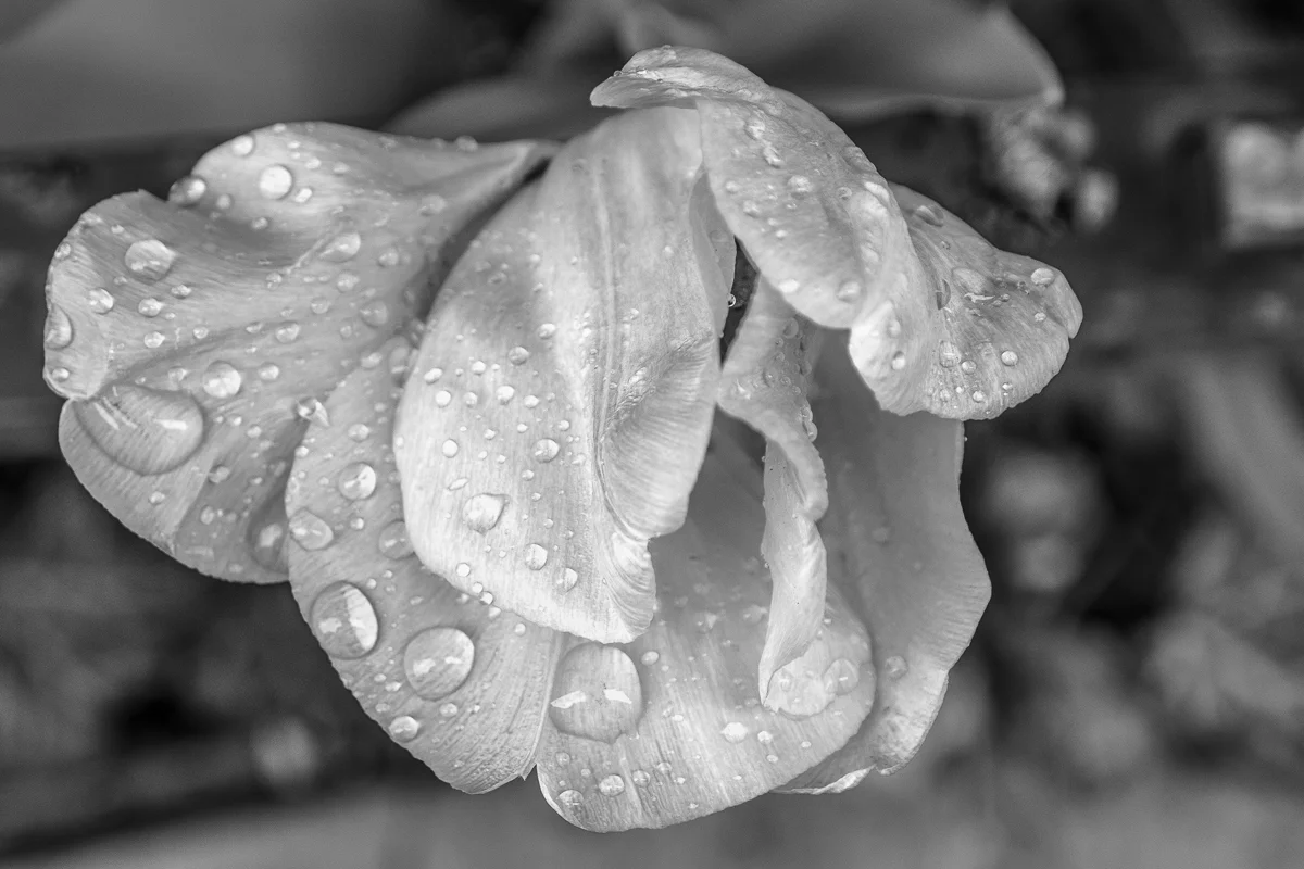 TULIP