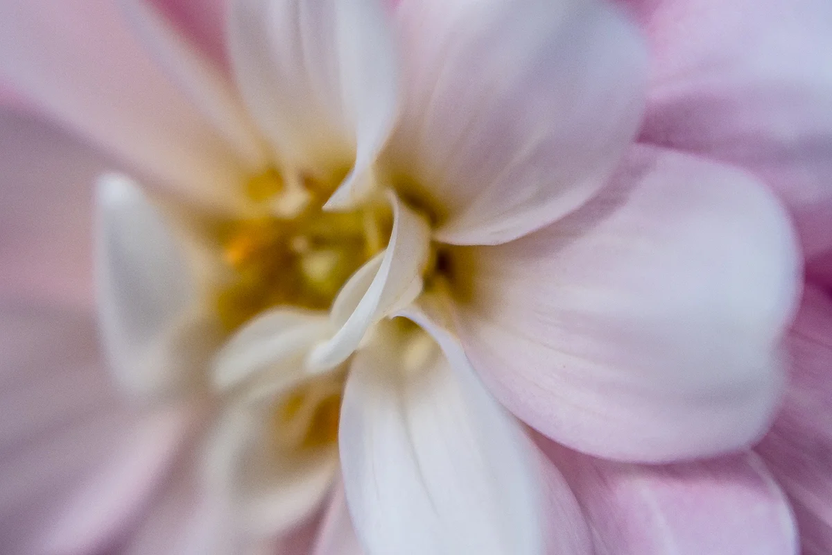 DAHLIA