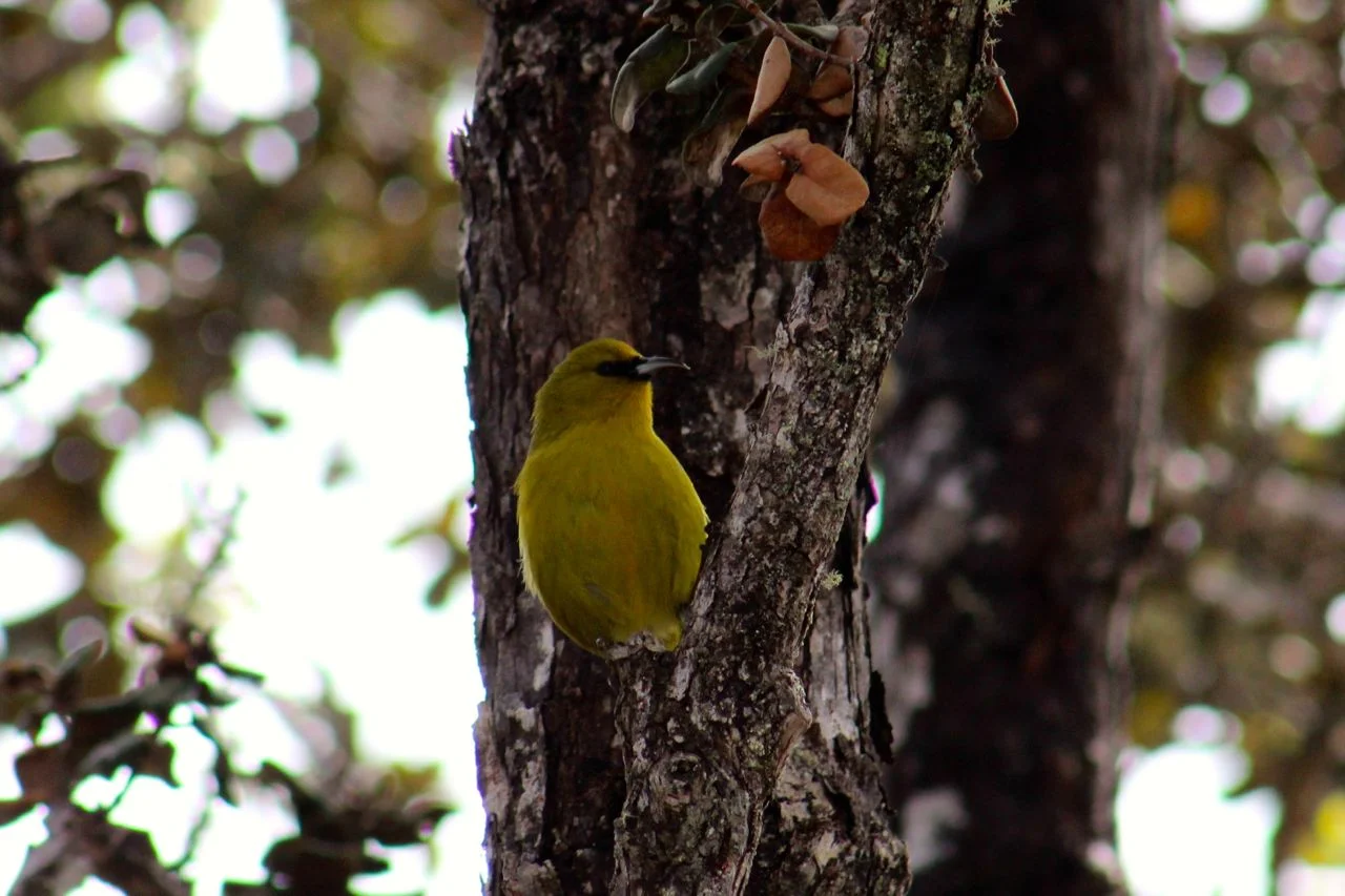Hawaii is a special place to Strelow and her family that lives there. She took this photo of an Amakihi while hiking the Pu’uO’o Trail on the Big Island. The native bird species there need all our help to pull them away from the brink of extinction. See how you can help the native birds of Hawaii through projects and partners of American Bird Conservancy.