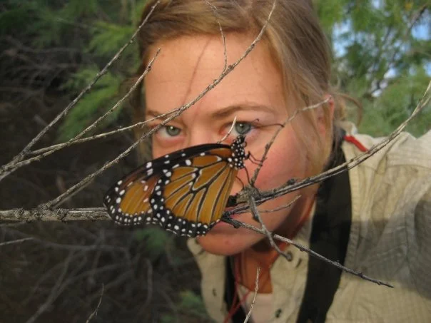 During the summer, Strelow raises monarchs as part of a larger citizen science effort to boost their population. These important pollinators are under threat from habitat fragmentation, pesticides, pollution and other environmental factors. To see how to begin raising monarchs visit the Save Our Monarchs Project .