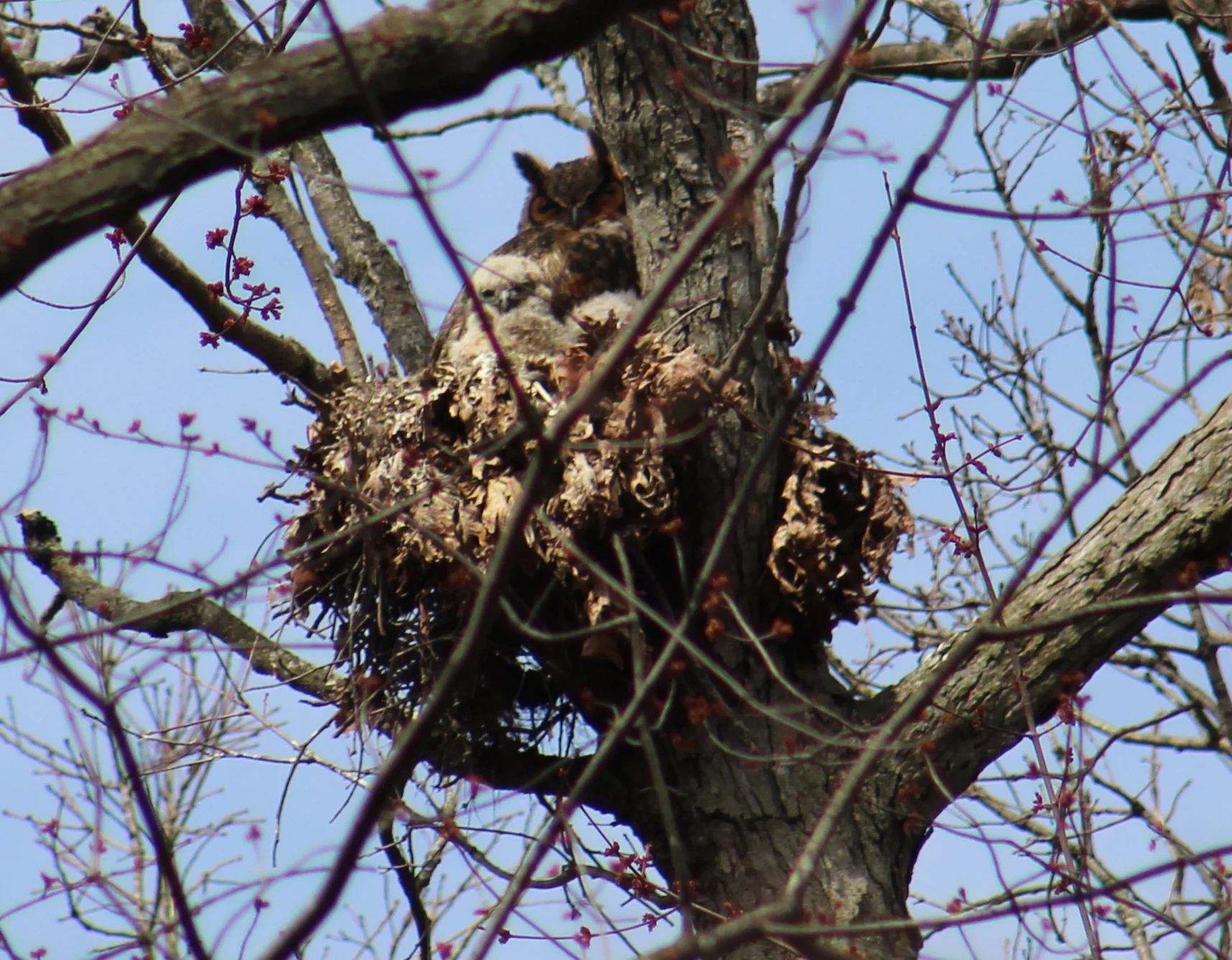 The Great Horned Owl begins its breeding season in Michigan while the landscape is still covered in snow. A study in perseverance and survival, the owlets often hatch before it is officially Spring. This family of GHOW live in the Eberwhite Woods, where Strelow and others in the community walk and take groups of elementary school children on nature walks. Teaching kids about nature helps their young brains grow, and connects them to their surroundings. In a world increasingly steeped in technology and social media, experiencing and learning about nature is crucial to developing critical thinking skills in the real world. To learn more about Great Horned Owls and their role in urban ecology see University of Michigan’s BIOKIDS .