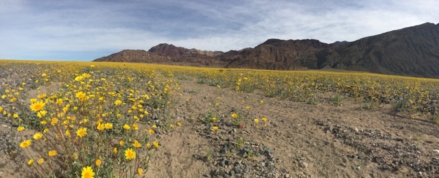 A trip to see the superbloom in Death Valley. To help support the conservation of Death Valley visit Death Valley Conservancy