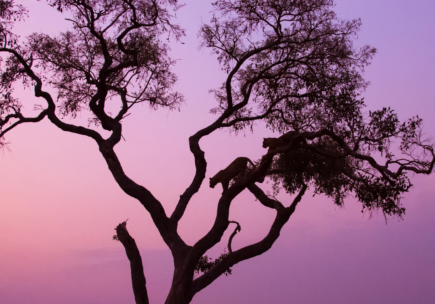 Duba Plains 088.jpg