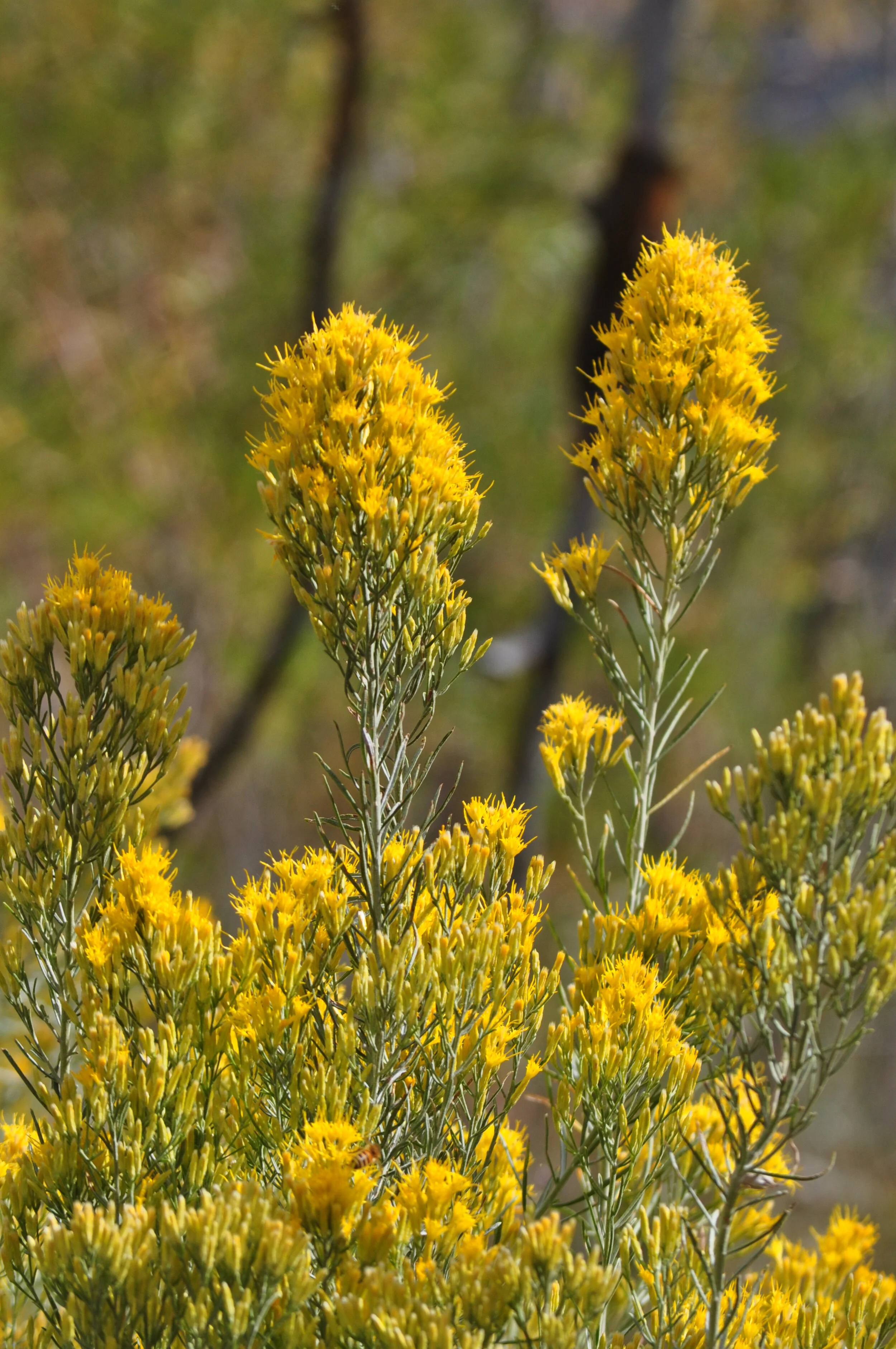 RF_ROOTFOOOT_PURE PLANT FRAGRANCE_SMALL BATCH_ORGANIC FRAGRANCE_WILDCRAFTED_ARTISINAL PERFUME_UNISEX_GENDER FLUID_CONTEMPORARY FRAGRANCE_ORGANIC ESSENTIAL OIL_RABBITBRUSH copy.jpg