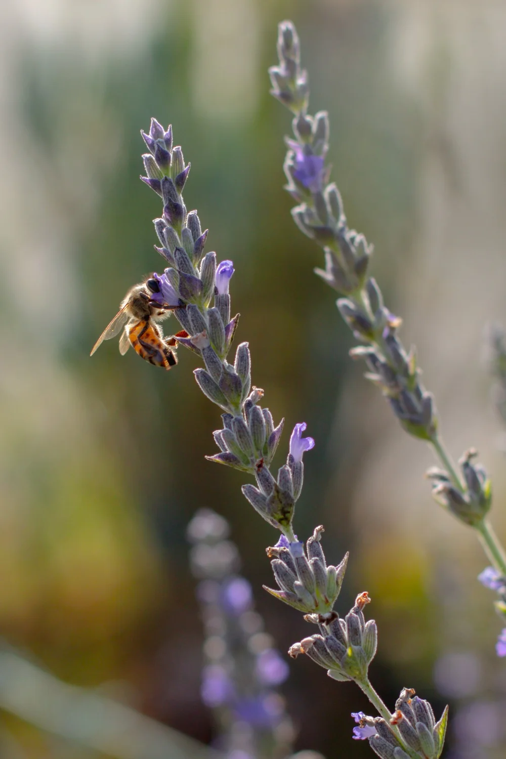 LAVENDER SKIN WATER SMALL BATCH  ROOTFOOT