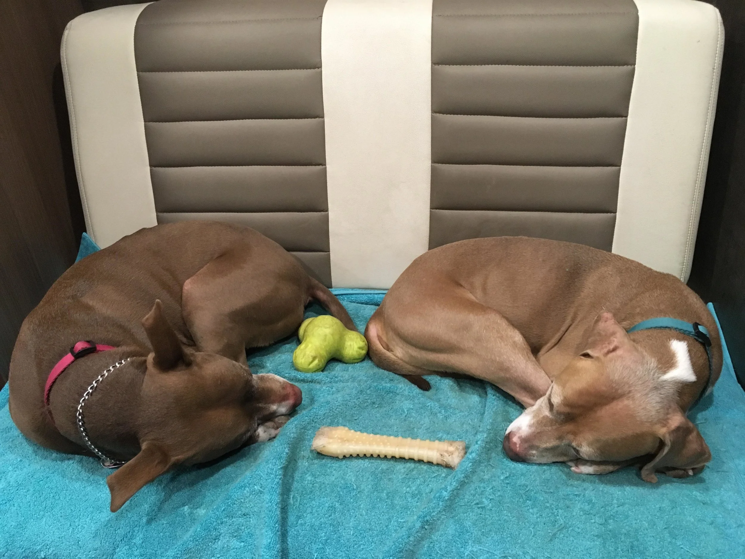 It takes a little time, but pets can get used to RV travel. A quick snap of Remy and Sienna as they sleep through the generator powering my computer as I write this.