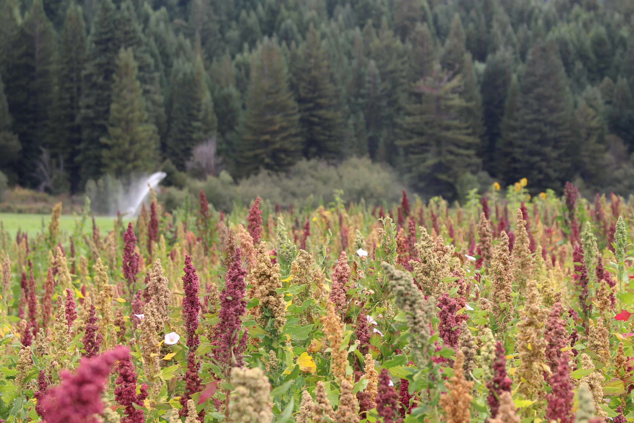Lundberg's Organic Quinoa Thrives in Humboldt