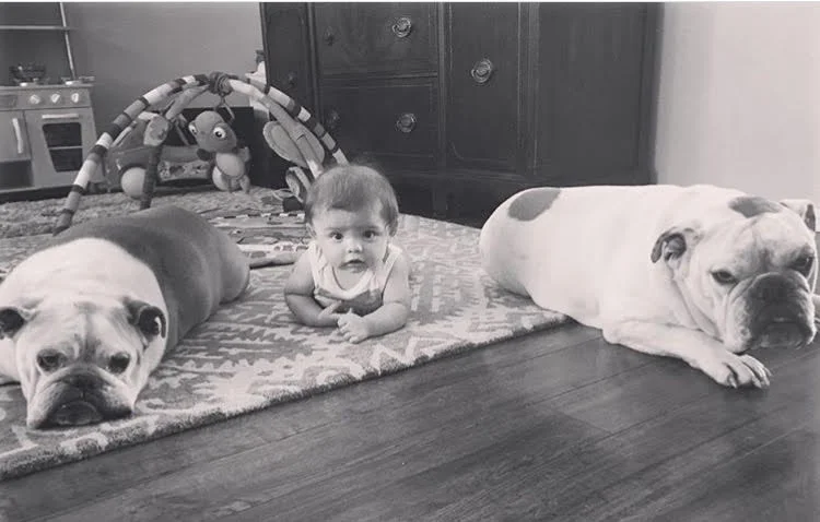 dogs.jpg