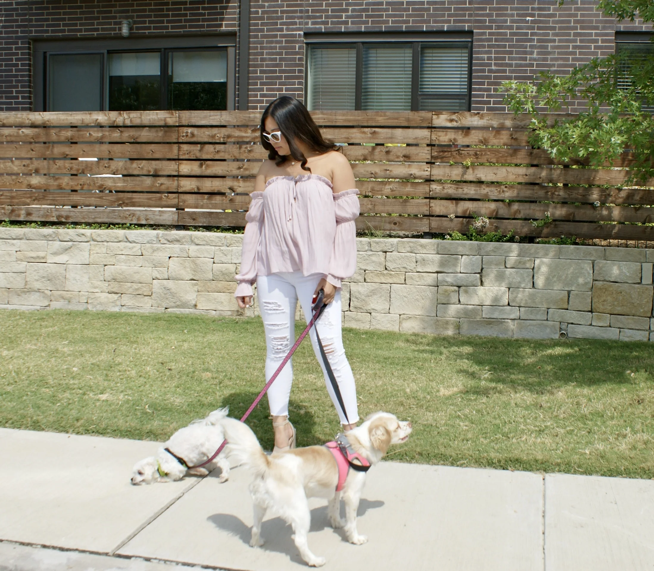 How to raise a dog in college