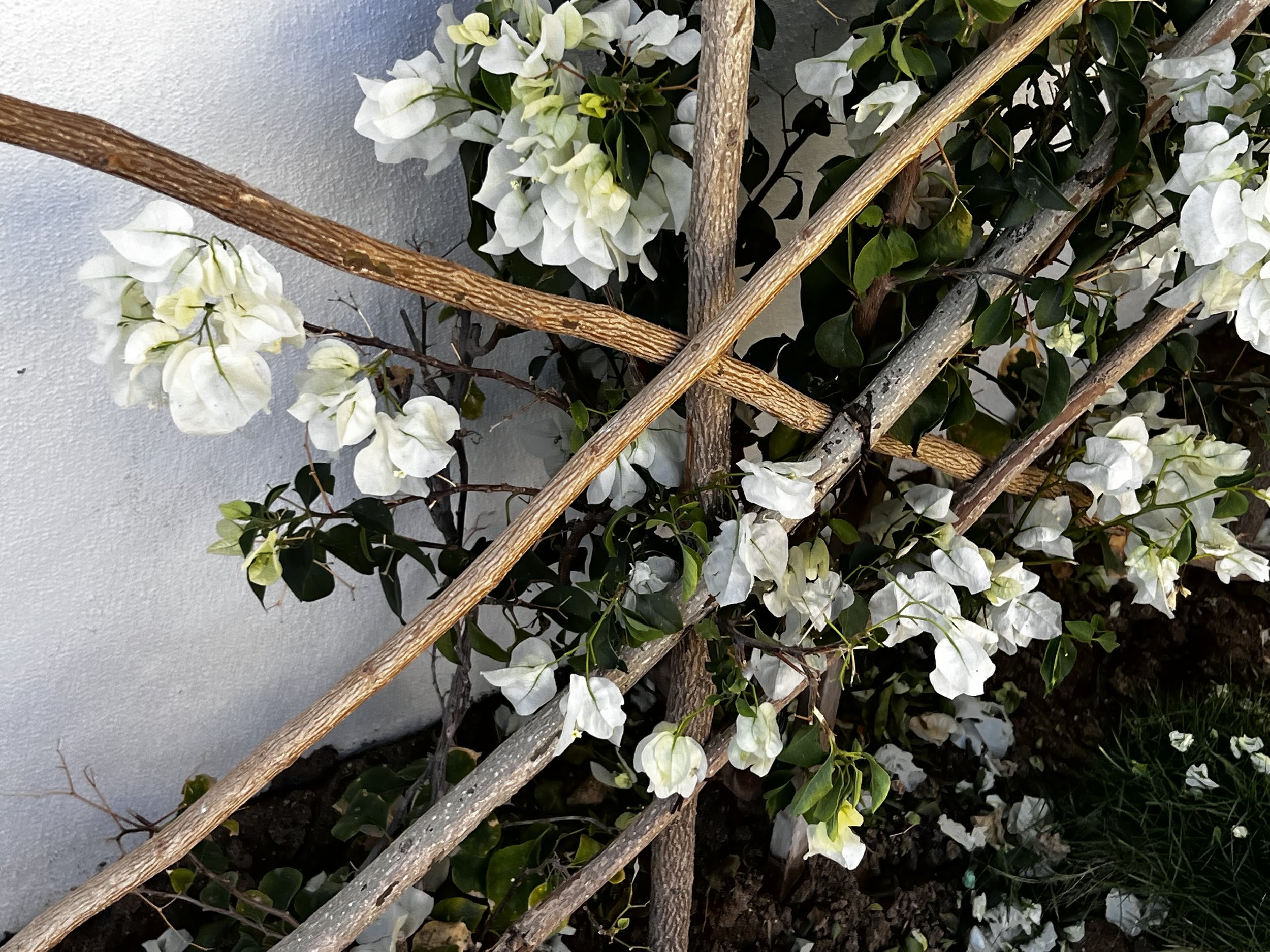IMG_1356.jpeg