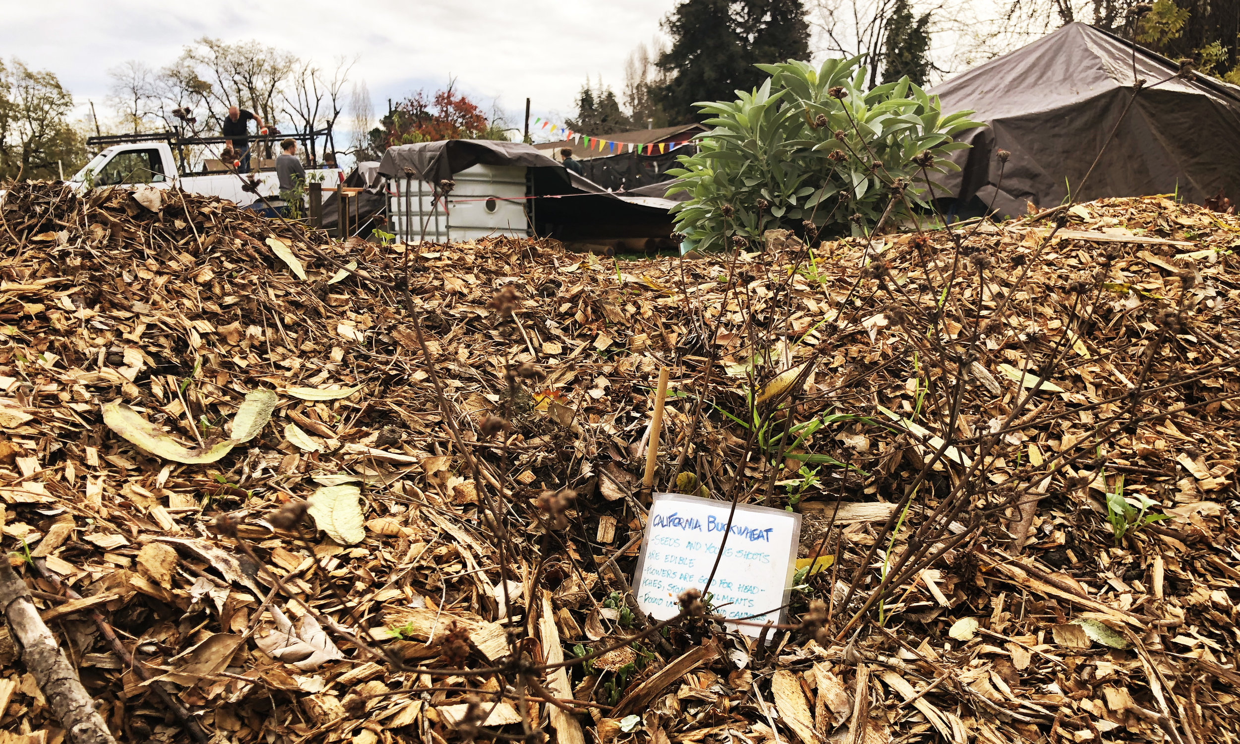 Label for buckwheat in the hugel raised bed where the Sogorea Te Land Trust grows plants native to the region. Photo by Deonna Anderson