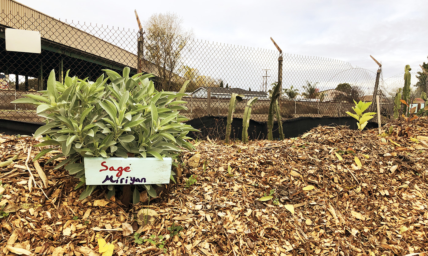 Sage—called “miriyan” in the Ohlone language—grows in the hugel raised bed. Photo by Deonna Anderson