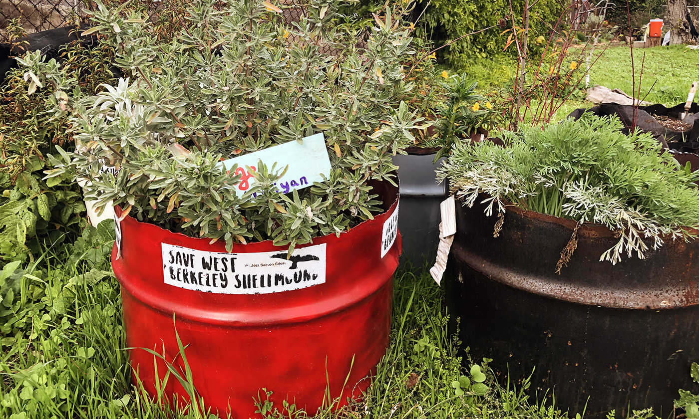 Bins of sage and other plants in the back quarter-acre of a plant nursery stewarded by Sogorea Te Land Trust. Photo by Deonna Anderson