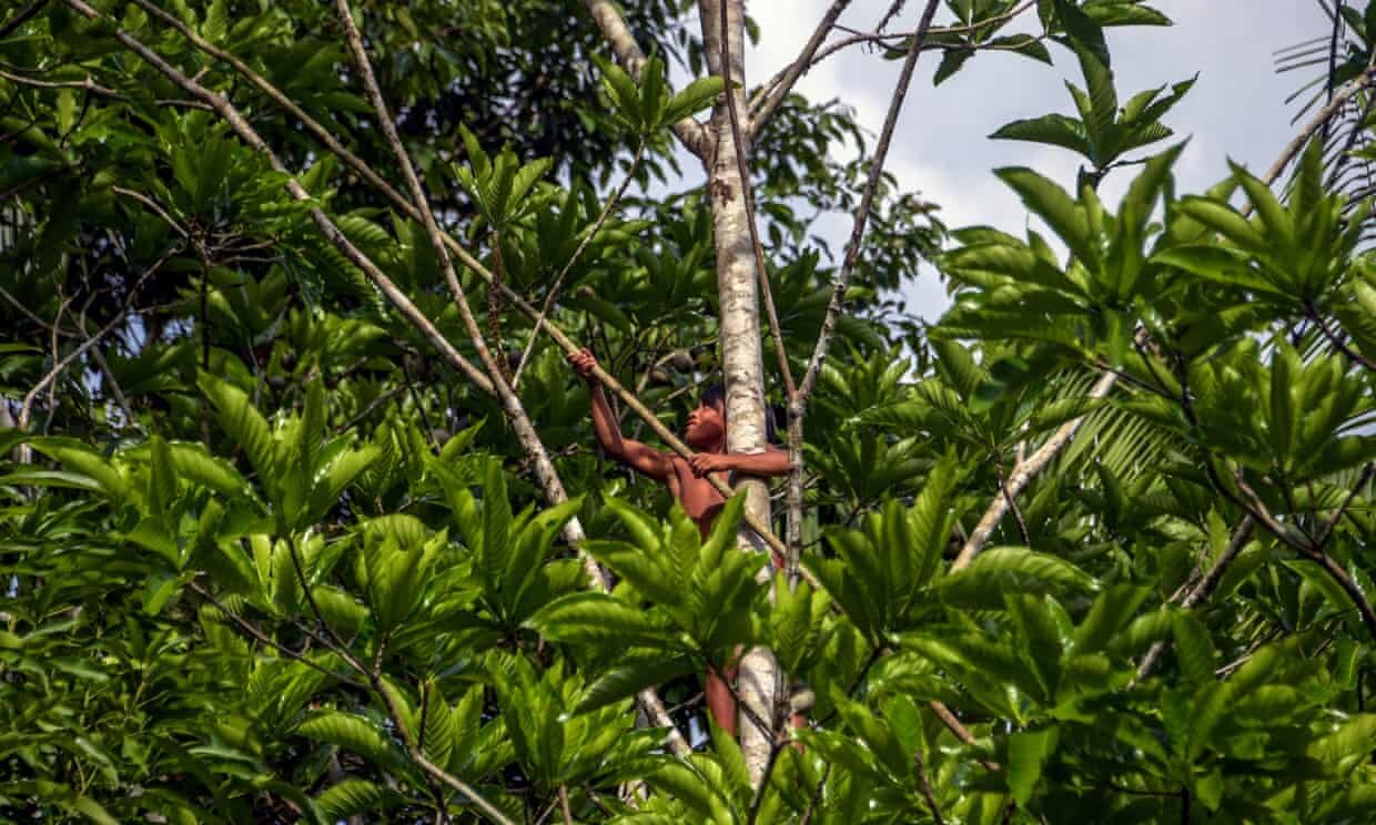 A Waiapi boy climbs up a Geninapo tree to pick fruits to make body paint at the Waiapi indigenous reserve in Amapa state, Brazil. Photograph: AFP Contributor/AFP/Getty Images