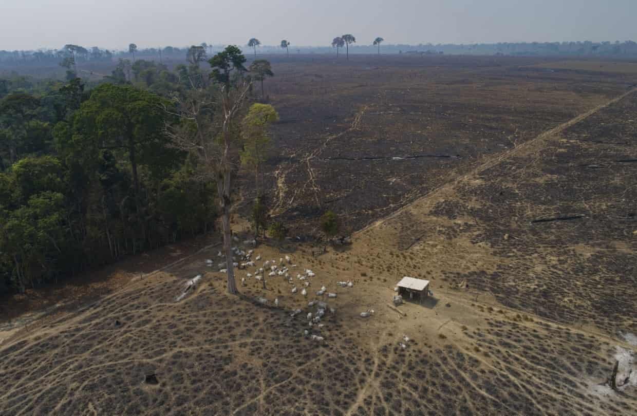 Cattle graze on land recently burned and deforested by farmers near Novo Progresso, Pará state, Brazil. Photograph: André Penner/AP