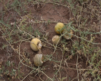 Burate: A species of fodder that is becoming rare