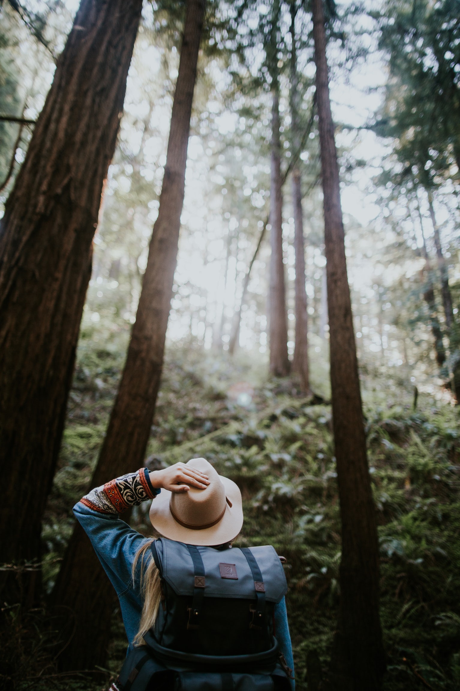 hat-trees-forest.jpeg