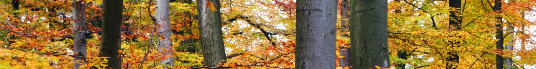yellow_leaf_trees2.jpg