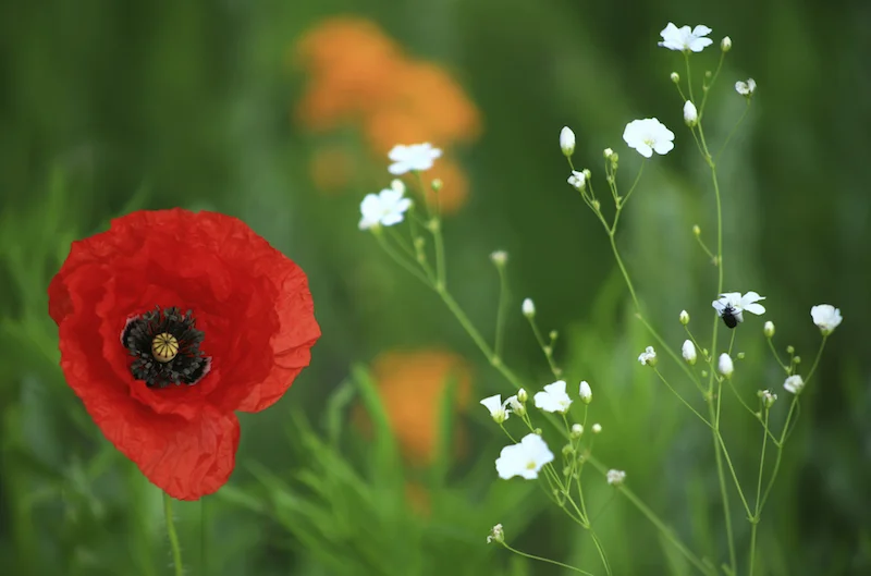 red flower close copy.jpg