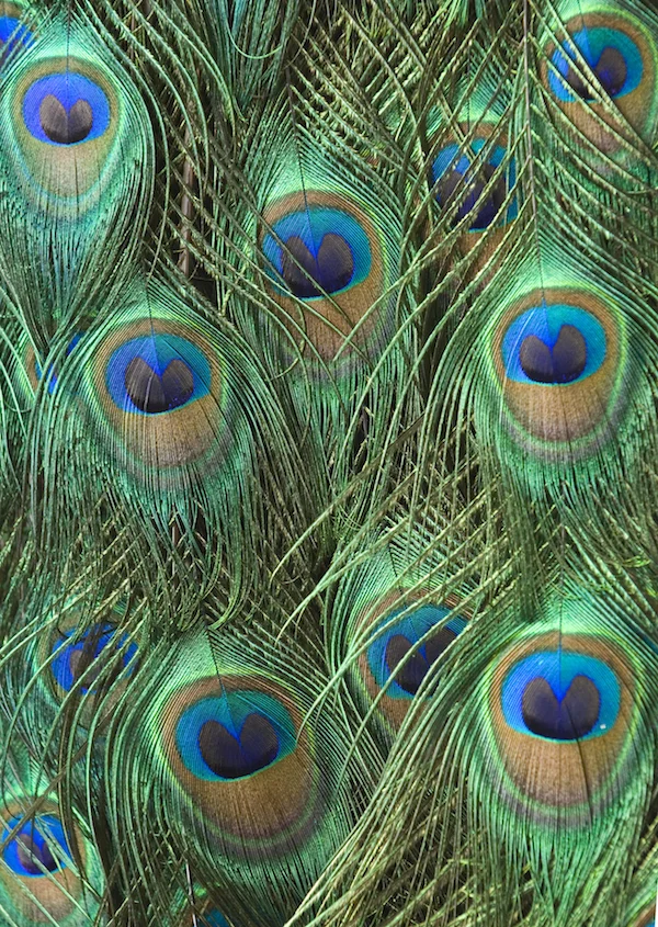 peacock feathers copy.jpg