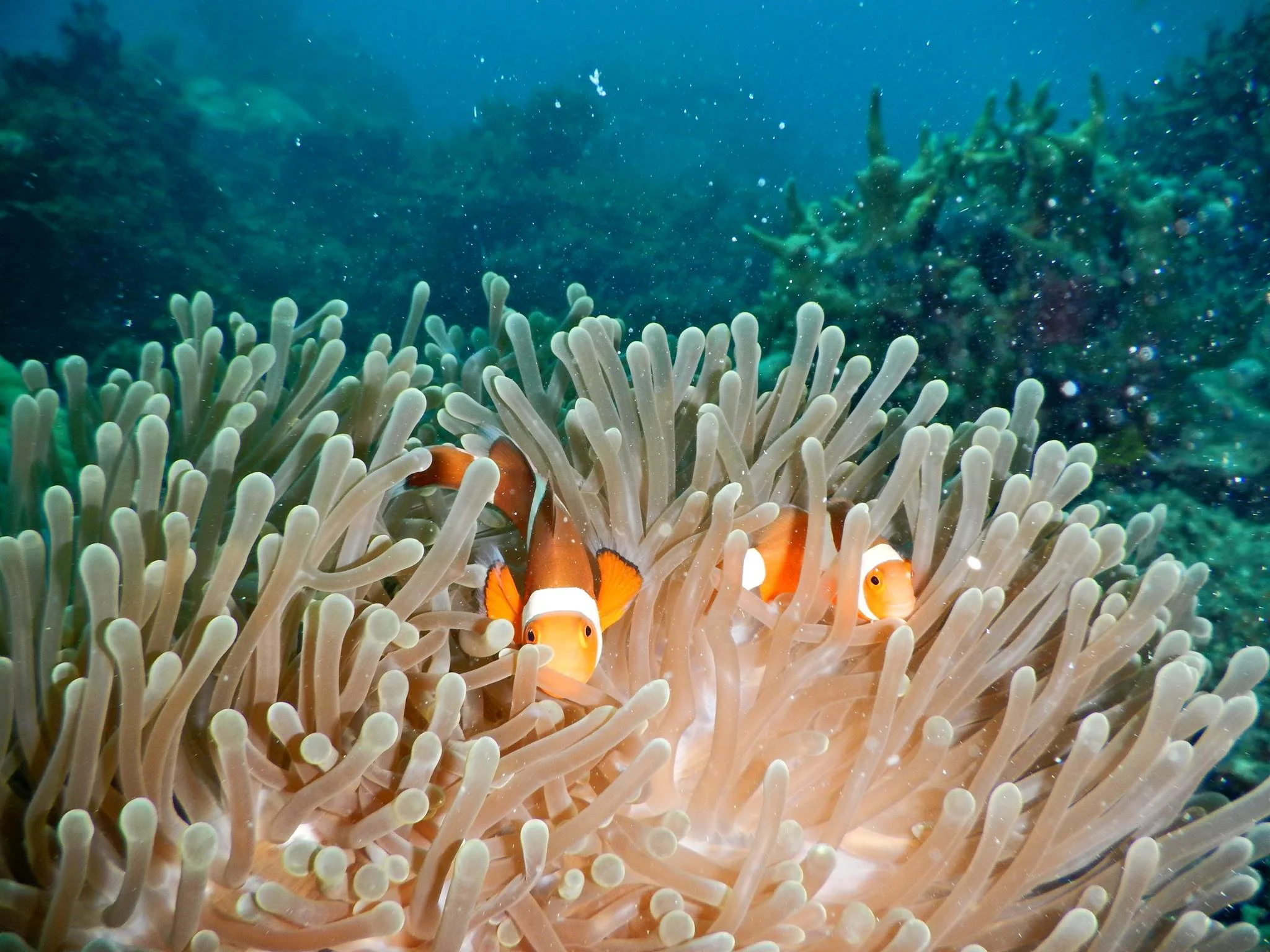 Palaka is also a certified PADI and AIDA dive center