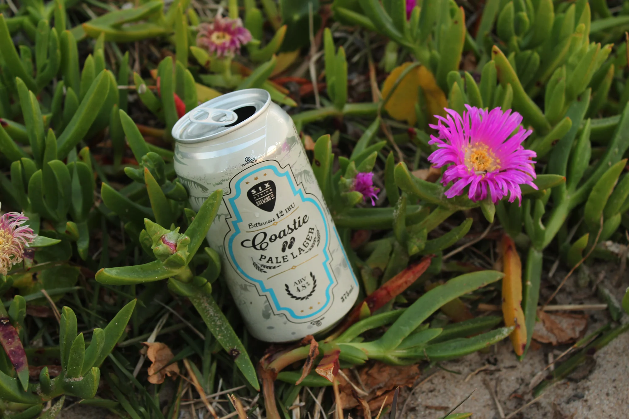 Local Six String beer made just up the road
