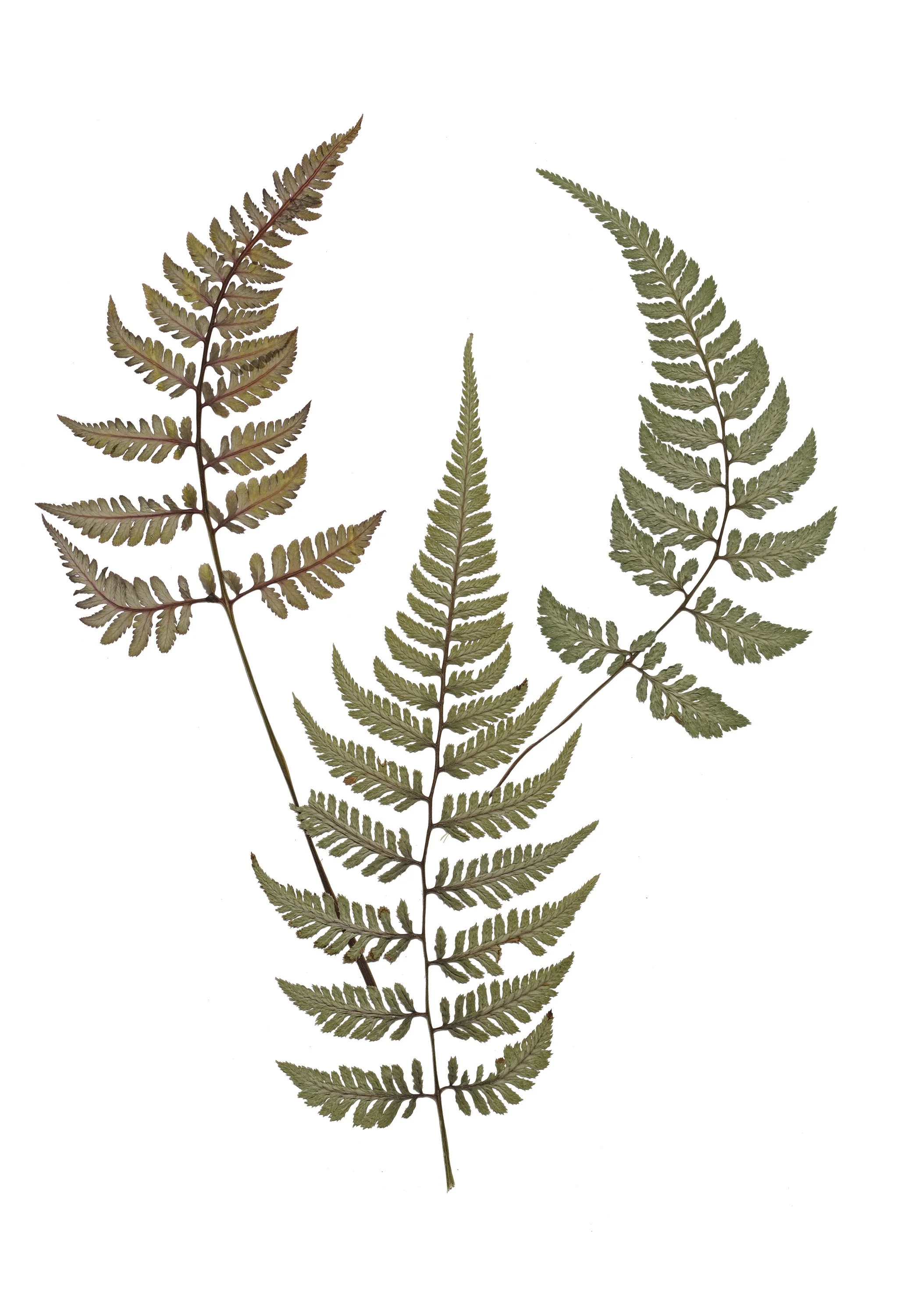 Common Fern 5DSR8096.jpg