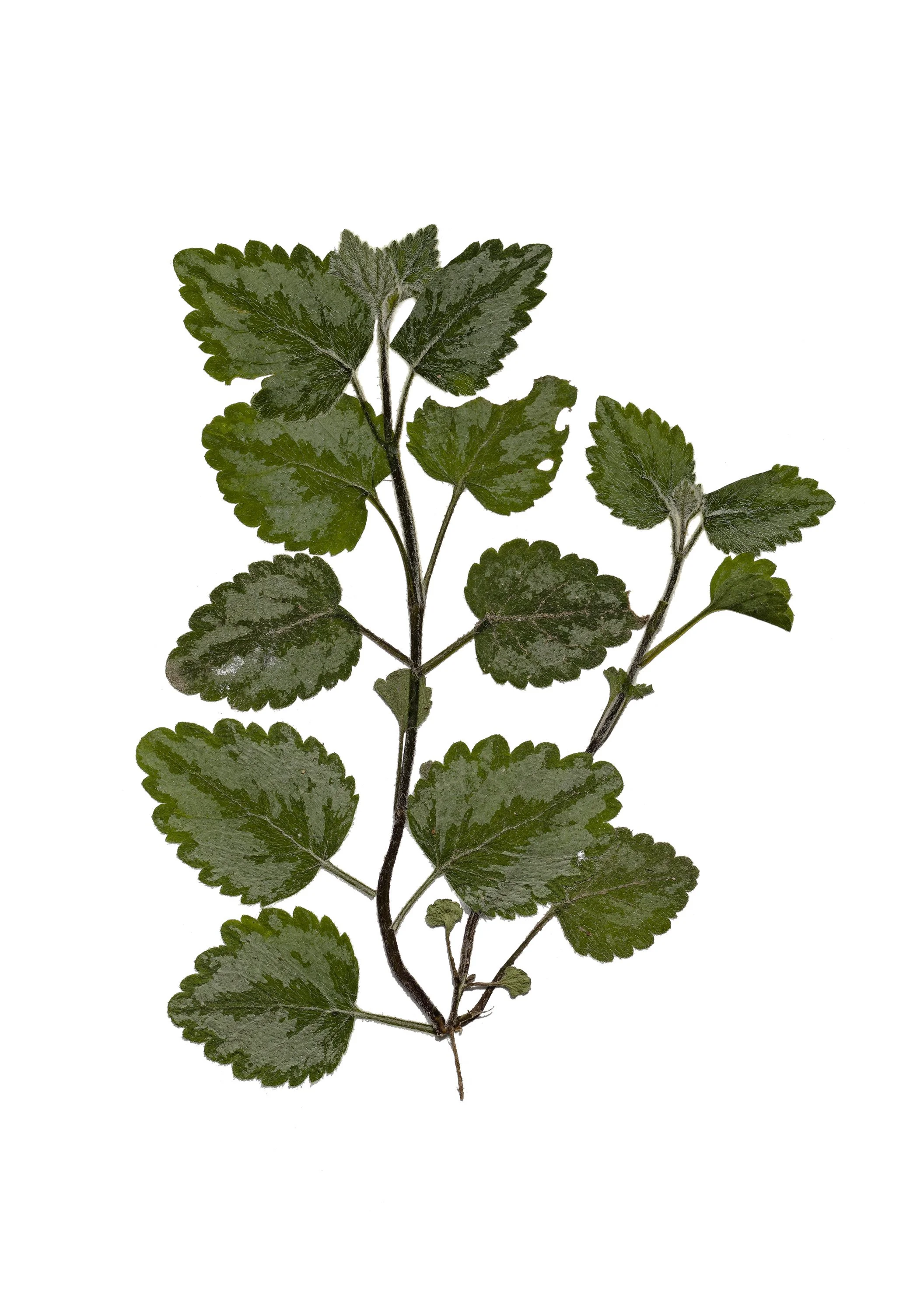 Lamium galeobdolon ’Silberteppich’ 5DSR8090.jpg
