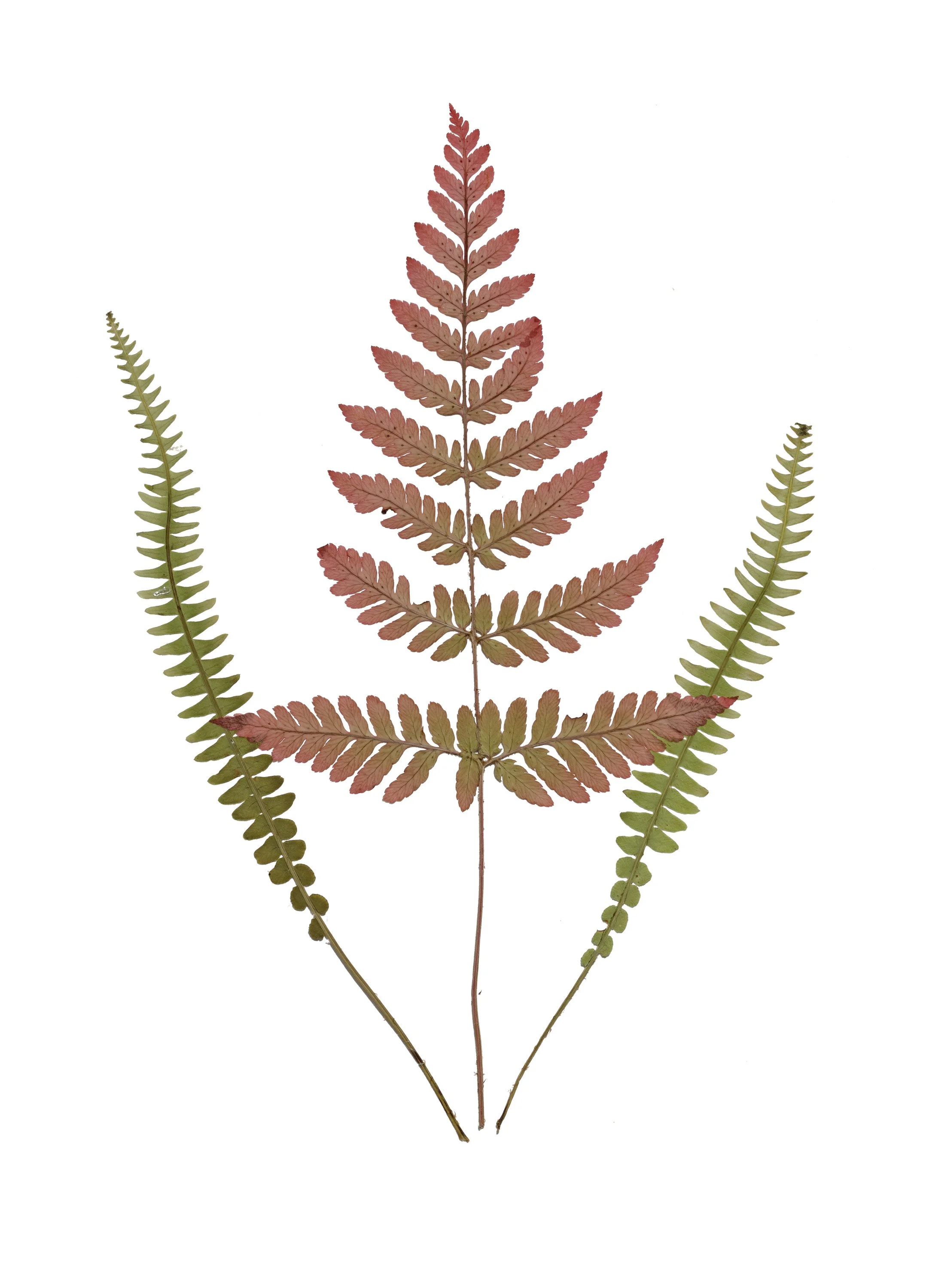Ferns three 5DSR8164.jpg
